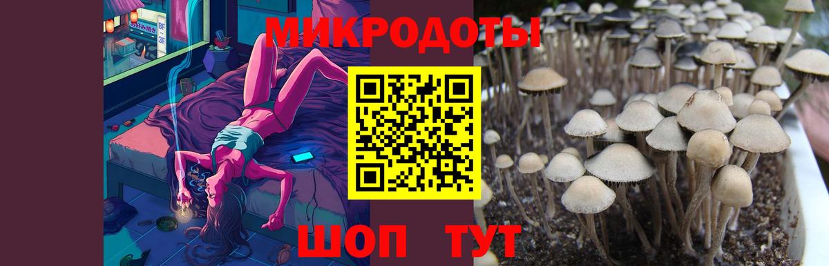 Галлюциногенные грибы Psilocybine cubensis Вышний Волочёк